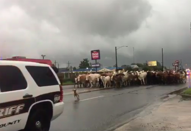 Plusieurs agriculteurs texans ont fait des pieds et des mains pour déplacer le bétail à des endroits moins inondés et récolter ce qu’ils pouvaient avant l’arrivée de l’ouragan. Crédit photo: Harriet Taylor