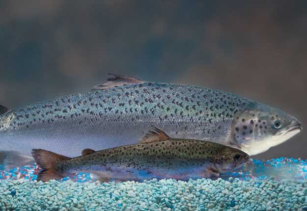 La société américaine AquaBounty souhaite produire son saumon génétiquement modifié à l’Île-du-Prince-Édouard. Photo : AquaBounty