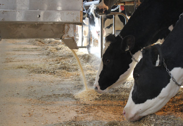 Ottawa ne prévoit pas réinjecter plus d’argent dans le Programme d’investissement sur les fermes laitières pour les fermes laitières. Crédit photo : Archives/TCN