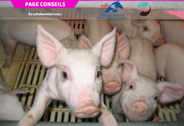 La production de porc sans facteurs de croissance est facilitée par des mesures d’hygiène et de biosécurité rehaussées. Crédit photo : OAQ