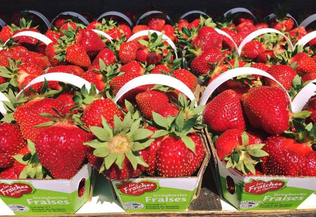 Les plus gros producteurs produisent de 100 à 150 boîtes de fraises à l’acre par jour au lieu de 50 habituellement. Crédit photo : Archives/TCN