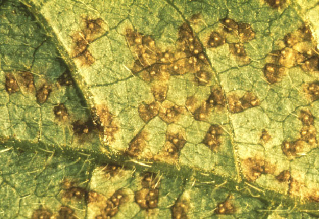 Dessous d’une feuille infectée par le champignon de la rouille asiatique du soya. Les lésions brunâtres entourent des réservoirs de spores. Gracieuseté Reid Frederick, USDA Agricultural Research Service