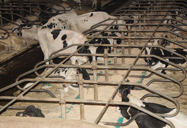 La Régie des marchés agricoles et alimentaires du Québec donne raison aux Producteurs de lait du Québec quant à l’interdiction d’amputer la queue des vaches. Crédit photo : Pierre-Yvon Bégin/Archives TCN