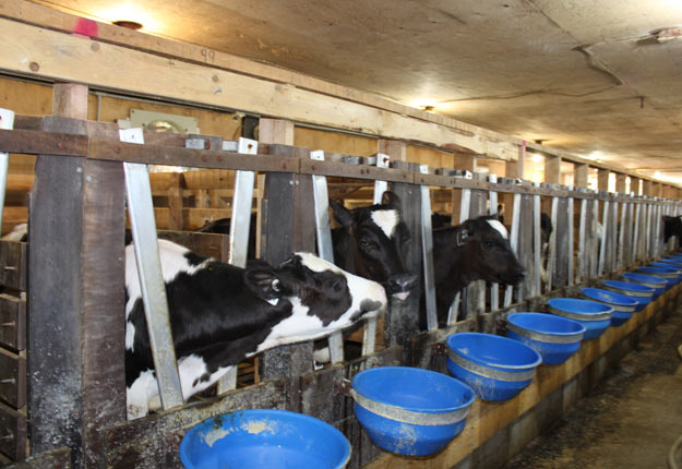 La production de veau de lait pourrait être contrôlée à 90 % par l’entreprise Délimax. Crédit photo : Archives/TCN