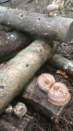 Katerine-Lune possède aussi une grande forêt sur son terrain, où son conjoint s’amuse à faire pousser trois variétés de champignons : des chanterelles, des pleurotes et des shiitakes. Crédit photo : Josianne Desjardins/TCN