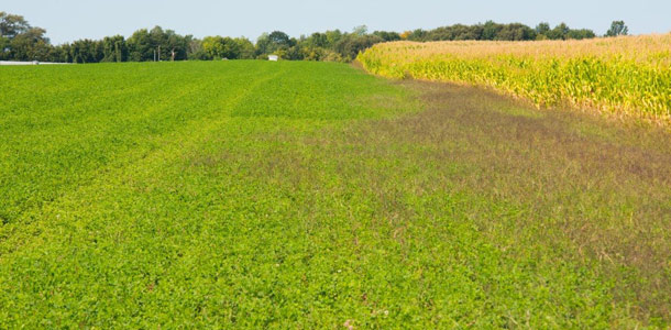 La luzerne HarvXtra a été génétiquement modifiée pour résister au glyphosate (un herbicide non sélectif). La partie de gauche de ce champ a été pulvérisée de glyphosate par hélicoptère tandis que la partie de droite n'a pas pu être pulvérisée par le pilote, affichant un plus haut niveau de mauvaises-herbes. Crédit photo : Martin Ménard / TCN
