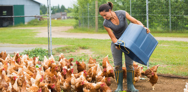 La maraîchère Valérie Campeau a transformé une ancienne porcherie en poulailler. Son entreprise diversifie ainsi ses produits avec la vente d’œufs. Crédit photo : Martin Ménard/TCN