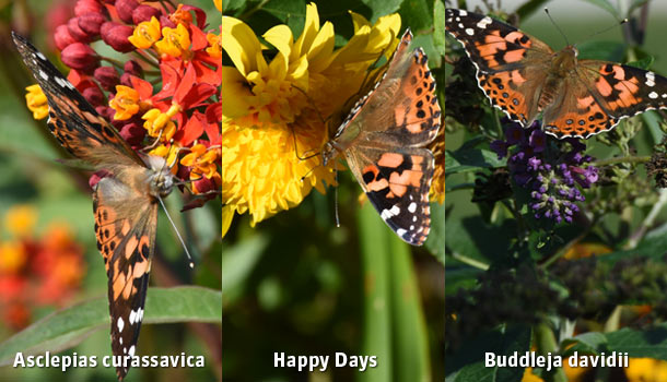 plantes_papillons