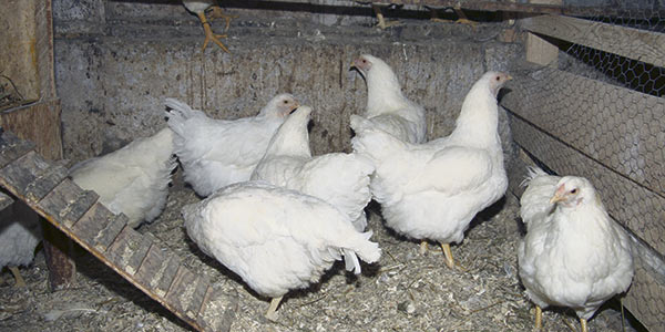 La LTI affecte surtout les poulets dans la mesure où les poules pondeuses sont déjà vaccinées de façon préventive. Si elles sont affectées, ces dernières montrent des signes cliniques moins importants. Crédit photo: Archives TCN