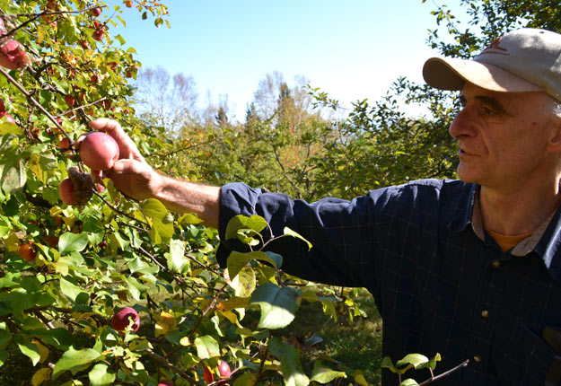 La passion de Claude Jolicoeur pour les pommes et le cidre est en quelque sorte due au fruit du hasard. Crédit photo : Émélie Bernier
