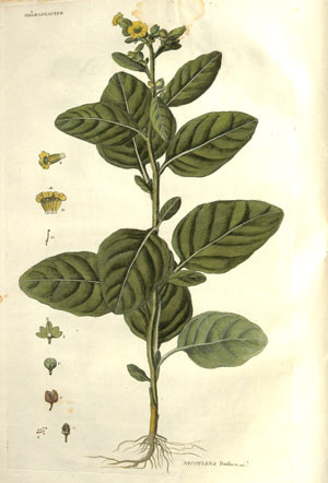 Tabac des paysans (Nicotiana rustica)
