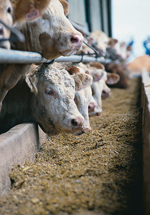 Le projet de modifications au Règlement sur l’évaluation et l’examen des impacts sur l’environnement (REEIE) fait actuellement l’objet d’une consultation publique qui se terminera en février. Crédit photo : Archives TCN