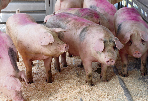 La Régie des marchés agricoles et alimentaires du Québec tien dra des audiences sur le prix des porcs en avril prochain. Crédit photo : Archives TCN