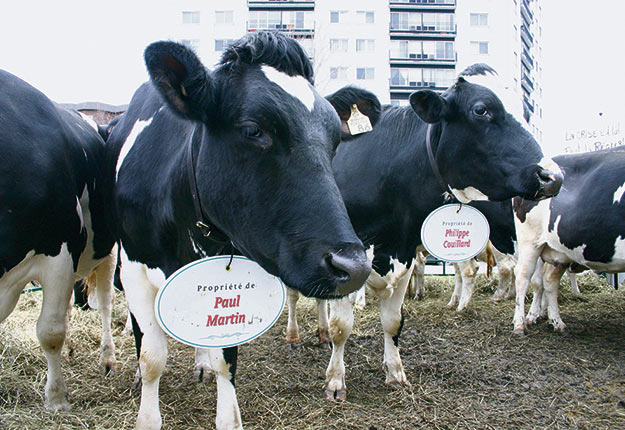 En 2004, les producteurs bovins du Québec ont manifesté leur désarroi face à la crise de la vache folle en offrant des animaux de réforme aux ministres fédéraux et provinciaux. Crédit photo : Archives TCN