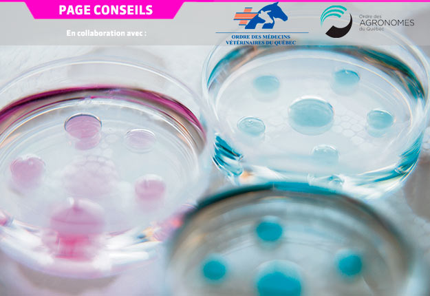 La fécondation in vitro donne l’opportunité de commencer à produire des embryons à partir de génisses aussi jeunes que sept mois d’âge. Crédit photo : Semex