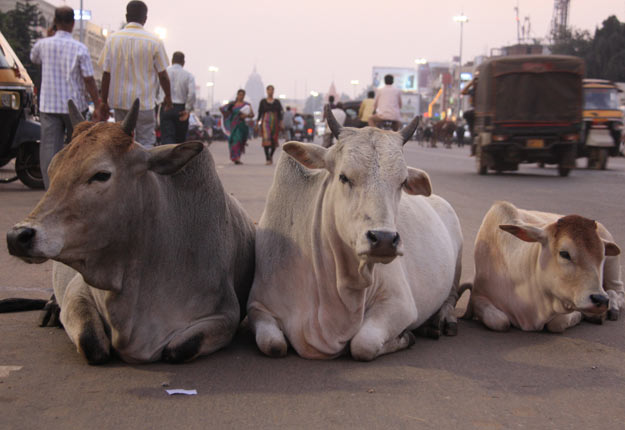Dans la religion hindoue, on croit que les vaches posséderaient des vertus magiques qui seraient bénéfiques pour ceux qui s’occupent d’elles.