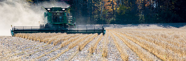 Lors du passage du magazine Grains, les Villeneuve avaient obtenu un rendement de 2,5 à 3 tonnes de soya à l’hectare. Crédit photo : Martin Ménard/TCN