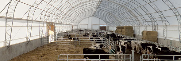 Ferme Lapalme, Upton Abri pour animaux de remplacement dans une ferme laitière de 70 pi x 276 pi, construit en 2016.