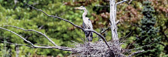 La héronnière fait la joie des ornithologues. Crédit photo : Jacques Sztuke