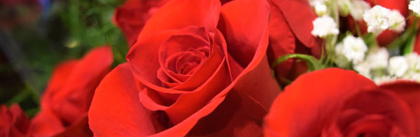 Rose4