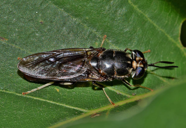 La mouche soldat noire, ici sous sa forme adulte, n’est pas consommée. Les éleveurs concentrent leur production à l’étape des larves. Crédit photo: Pixabay