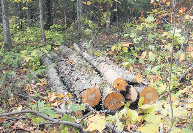 Vingt-quatre individus ont écopé d’amendes totalisant 24 216 $, notamment pour avoir coupé du bois sans détenir le permis approprié. Crédit photo: Archives/TCN