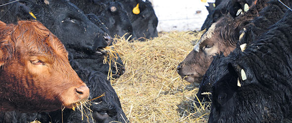 ERB_Vaches_Boisvert-2