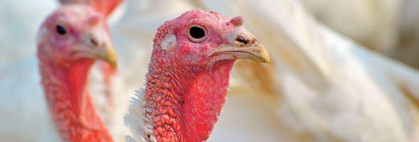 turkeys-2799458_1920_1