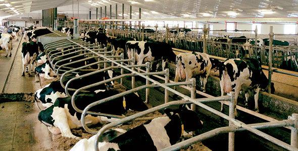 Systeme_alimentation_02_TechnoLait