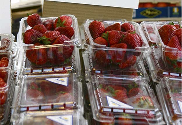 En Californie, la production de fraises devrait atteindre son sommet autour de la fête nationale américaine, le 4 juillet. Crédit photo : Archives/TCN