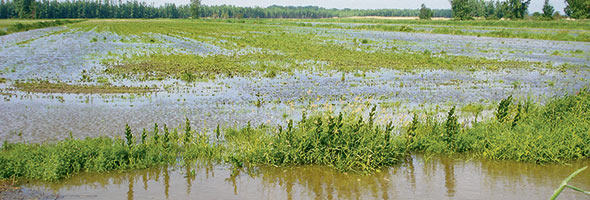 Inondation à la Ferme Caplette à la suite des pluies des 10 et 11 juin 2015. Crédit photo : Archives TCN