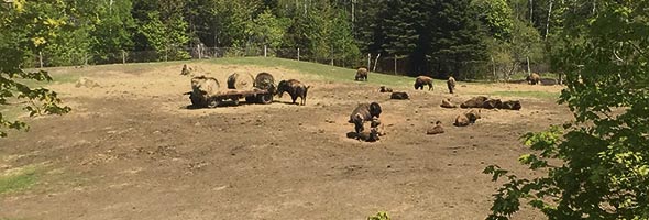 Un troupeau de 100 bisons broute l’herbe dans cet élevage qui a démarré en 1994.