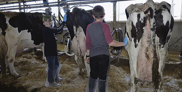 Petite séance pour amadouer les vaches. Charles-Étienne Laforce, 13 ans, et Justin Faucher, 12 ans, iront tous deux donner un coup de main dans les fermes de leur voisinage au cours de l’été et des week-ends.