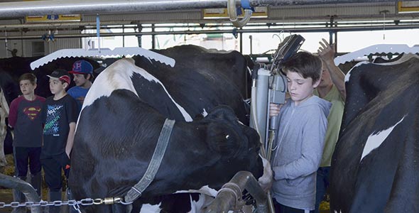 « Vous me faites un peu de place, s’il vous plaît, madame la vache… » Zacharie Chapdelaine, 13 ans, est volontaire pour installer l’équipement de traite.