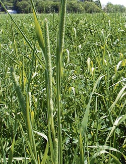 La fléole des prés est la graminée la plus cultivée parmi les plantes fourragères au Québec, parce qu’elle affectionne un climat frais et humide comme le nôtre.