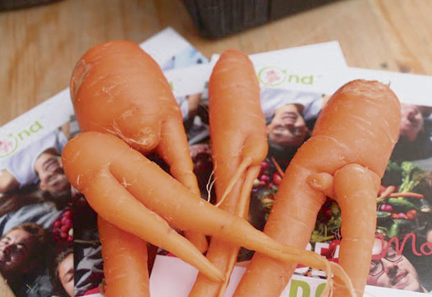 SecondeVie a choisi de vendre ses légumes moches en ligne et de les offrir aux consommateurs en formule d’abonnement hebdomadaire ou bimensuel.