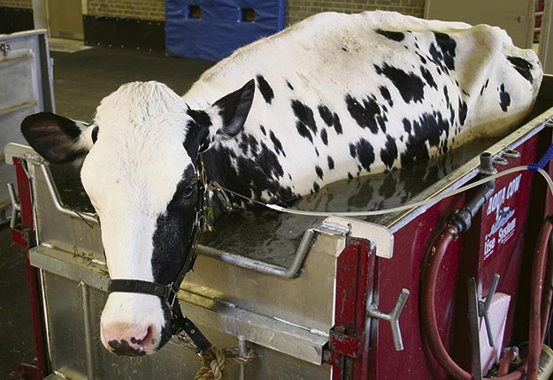 La réputation de l’hôpital vétérinaire dépasse largement les frontières du Québec grâce notamment à la « piscine à vache » utilisée pour le traitement des bovins incapables de se lever. Crédit photo : Marco Langlois