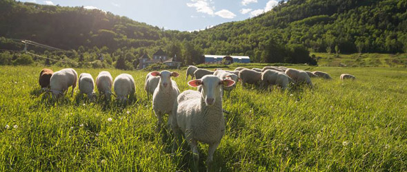 Le lactosérum contenu dans le lait des brebis de la ferme sera transformé en alcool, une première au Québec. Crédit photo: Gracieuseté