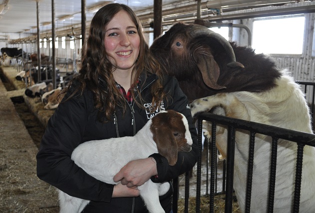 L’élevage d’Anne-Sophie compte présentement une dizaine de chèvres, deux boucs et quelques bébés, dont Dora, née le 17 mars. 