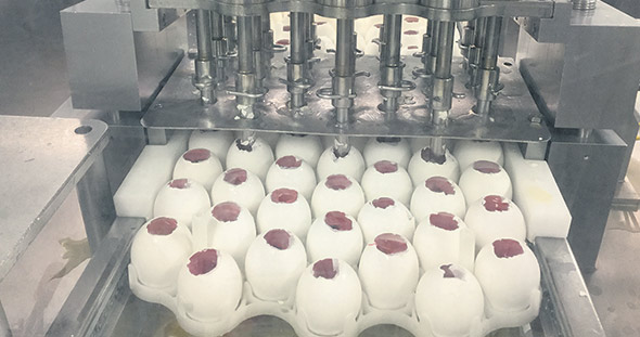 L’inoculation des œufs avec une souche de virus influenza.