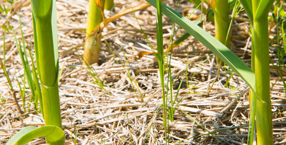 Vingt tonnes de paillis à l’hectare protègent les plants d’ail des rigueurs de l’hiver. Crédit photo : Martin Ménard/TCN