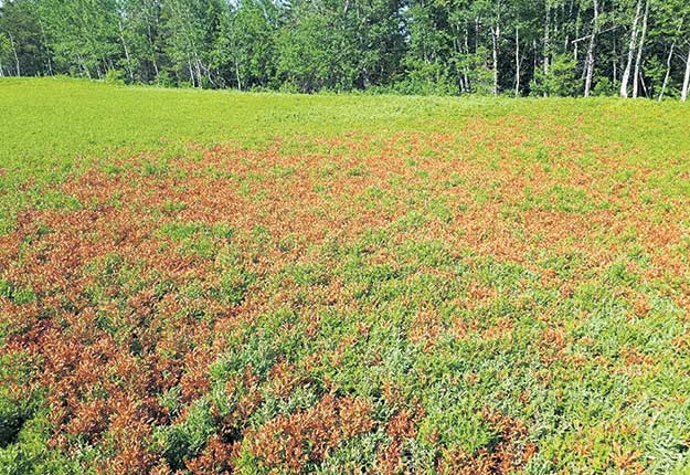 Certains producteurs estiment perdre de 50 à 60 % de leur récolte à cause de la sécheresse et du gel hivernal au Lac-Saint-Jean. Crédit photo : Archives TCN