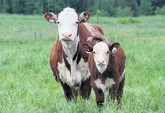 Tous les éleveurs de bovins de boucherie sont soumis à la Loi sur le bien-être et la sécurité de l’animal, en place depuis 2015. Crédit photo: Stéphane Champagne