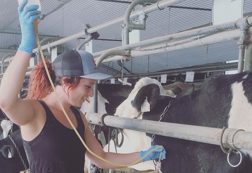 L’agricultrice Mylène Bégin a administré une solution de dextrose par injection intraveineuse à l’une de ses vaches. Photo : Gracieuseté de Mylène Bégin
