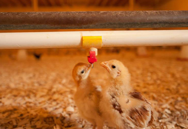 Génération grains natures, à Roxton Falls, fournit de 30 000 à 50 000 poulettes par année à ses distributeurs. Crédit photo: Gracieuseté