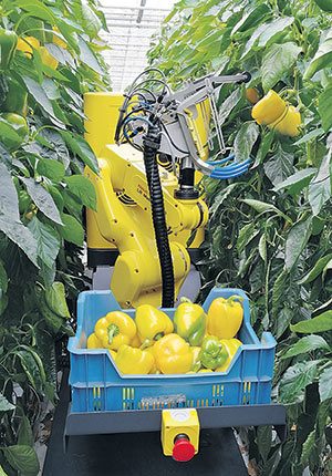 Sweeper est le premier robot cueilleur de poivrons au monde à avoir été testé dans une serre commerciale en juillet dernier. Il a récolté des fruits mûrs en 24 secondes avec un taux de réussite de 62 %. Il sera offert aux producteurs d’ici quatre ou cinq ans. Crédit photo : sweeper-robot.eu