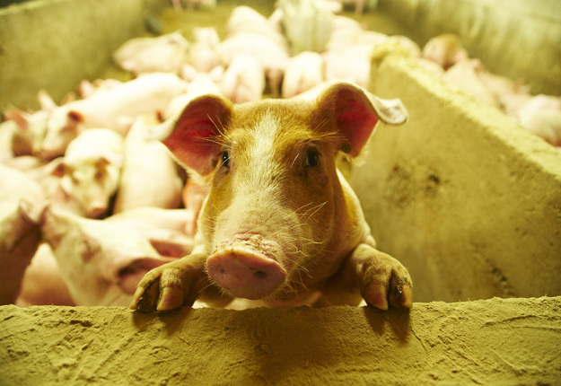 Les tensions commerciales qui opposent les États-Unis à la Chine et au Mexique mettent à mal la production de porcs du Québec. Crédit photo : Archives/TCN