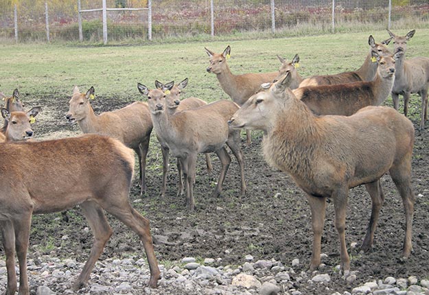 Le troupeau d’origine du cerf rouge infecté est actuellement en quarantaine. Crédit photo : Archives/TCN
