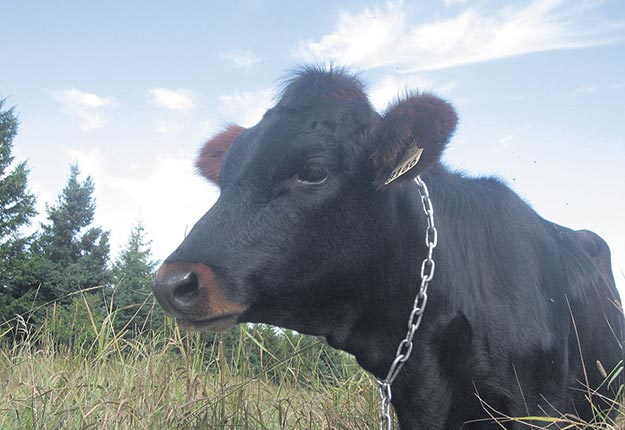 Charlevoix et les Îles-de-la-Madeleine sont parmi les régions qui comptent les derniers troupeaux de la race laitière patrimoniale Canadienne. Crédit photo : Association de mise en valeur de la race bovine canadienne