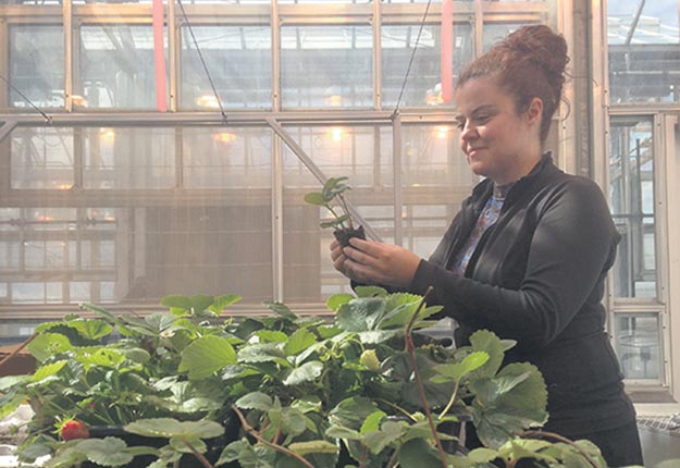 Valérie Gravel examine le développement de transplants de fraisiers ‘Albion’ dans les serres de recherche du campus Macdonald. Crédit photo : Jean-Benoit Charron